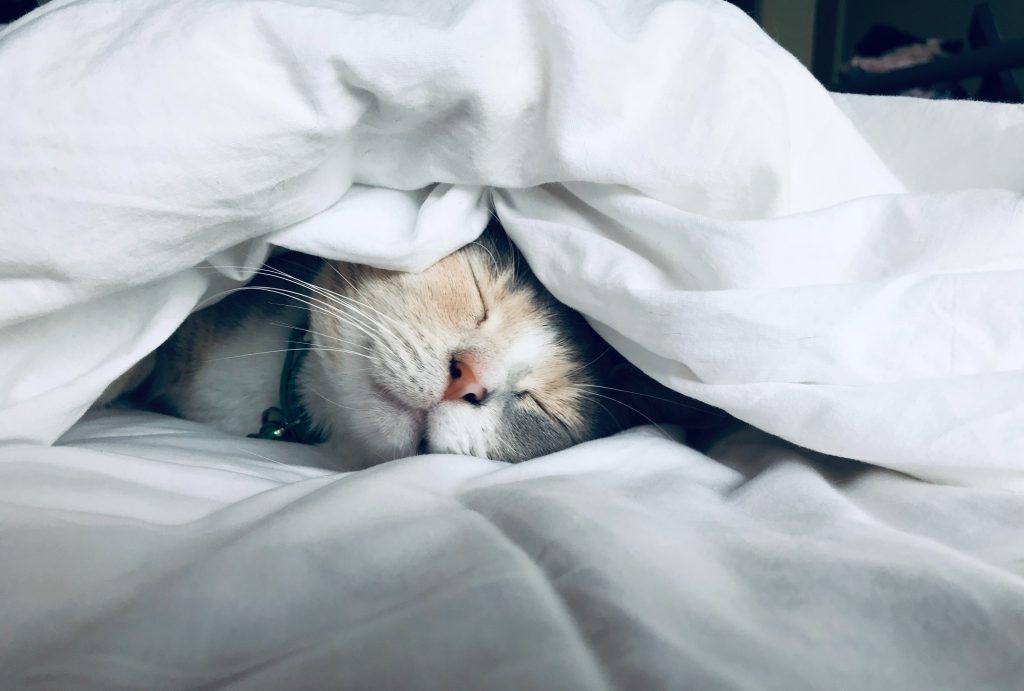 close up photo of a cat happily sticking its head out from in between blanket on a bed